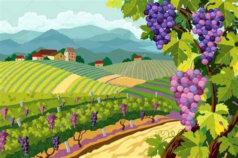 Vineyard And Grapes Bunches Stock Vector Image By ©akademik33 33506731