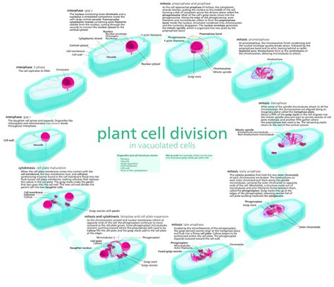 Cell junctions found in animals that hold adjacent cells together or bond cells to the ecm; File:Plant cell early anaphase.svg - Wikimedia Commons