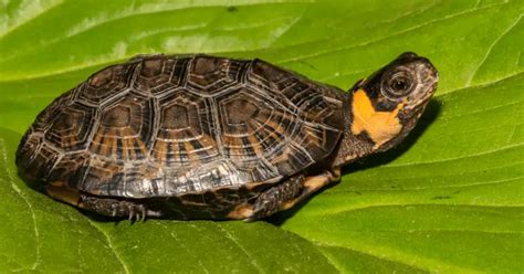 45 Types Of Semi Aquatic Turtles Plus Helpful Overview Of Each Type