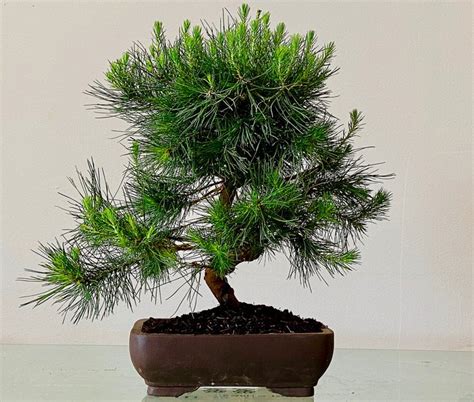 Bonsai Pinheiro Pinus Cm Espanha Catawiki