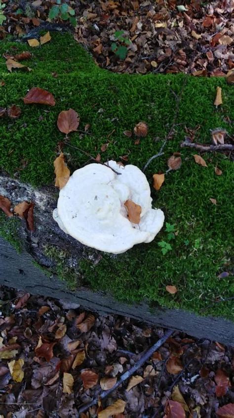 Großverkauf schwarzer pilz aus china schwarzer pilz großhändler über großverkauf, großverkauf und mehr bei alibaba.com. Weißer Pilz an totem Baumstamm | Baumportal