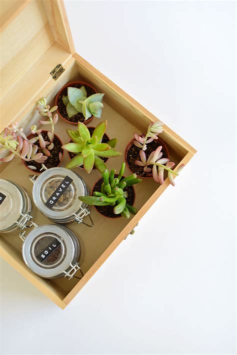 How cute are these happy plants?! DIY succulent gift box | BURKATRON