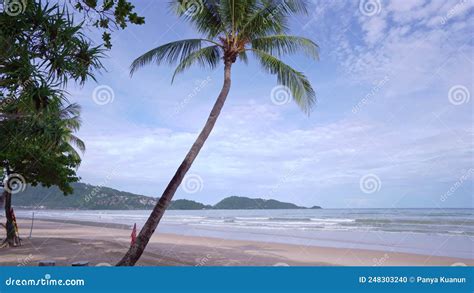Beautiful Coconut Palm Trees On The Beach Phuket Thailand Patong Beach