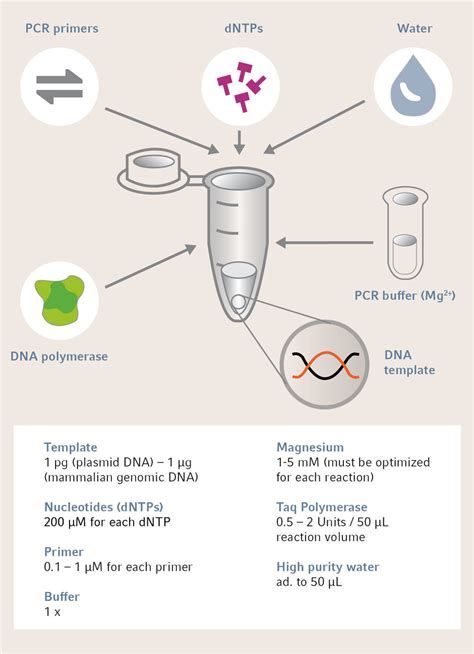 Which Reagents Do I Need To Replicate DNA In The Laboratory