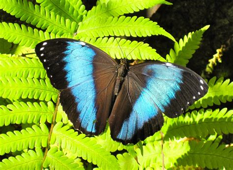 Hodie Mihi Cras Tibi Butterfly Rainforest