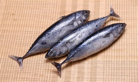 Bonito Tuna Fishchina Zhengbiaooem Price Supplier 21food