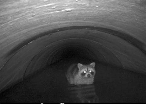 Animals Use Tunnels To Get To The Other Side Of Road The Washington Post
