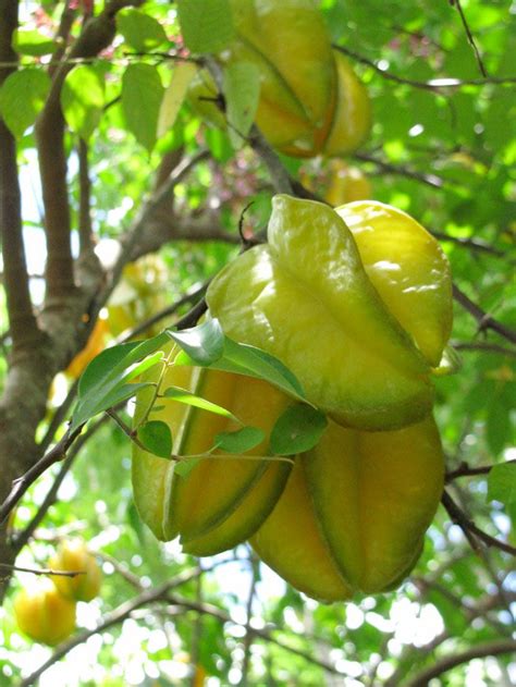 How To Grow Carambola Or Starfruit In A Pot Or In Your Garden My