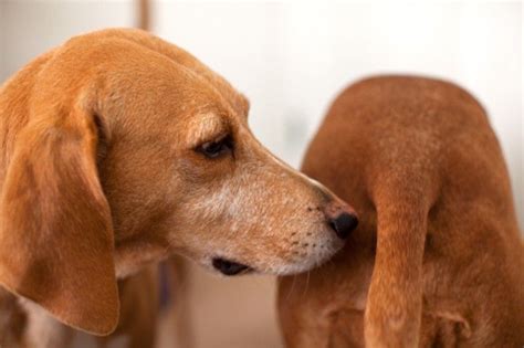 Researchers Discover Why Dogs Smell Each Others Butts Dog Smells