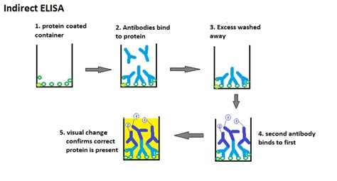 Difference Between Direct and Indirect ELISA | Direct vs Indirect ELISA