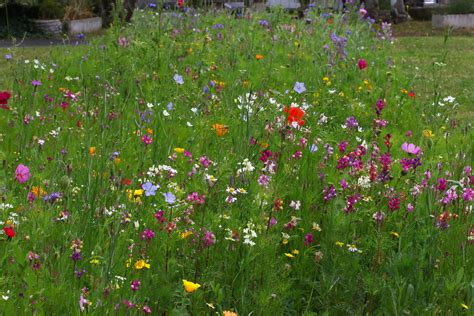 Miniature Wild Flower Meadow Like Flowers Trafalgar Court Flickr