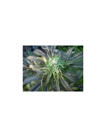 Buy Emerald Triangle Seeds Royal Purple Kush Cannabis Seeds