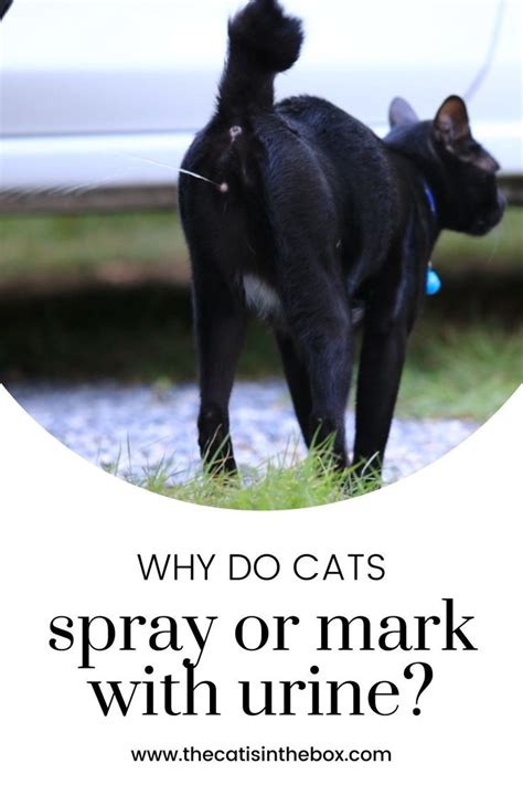 Why Do Cats Spray Or Mark With Urine In 2022 Cat Spray Cat Behavior
