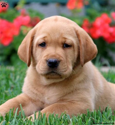 Labrador retriever puppies with bone. Tammy - Fox Red Labrador Retriever Puppy For Sale in ...