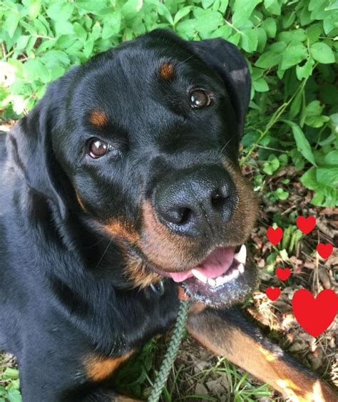 There are many adorable rottweiler puppies for adoption. 1000+ images about #Rotties for Adoption on Pinterest | Ontario, Pets and Pepper jelly