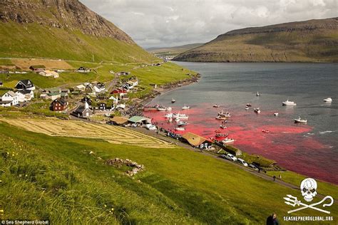 250 whales massacred by locals on beach in the Faroe Islands | Daily