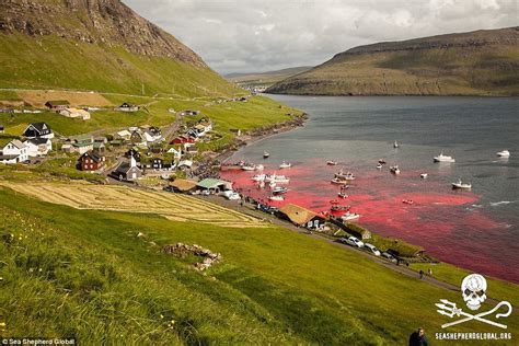 250 Whales Massacred By Locals On Beach In The Faroe Islands Daily