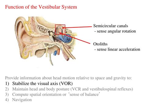 Ppt Sensory Motor Transformations In Vestibular Processing Day 1