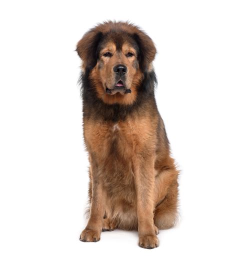 Tibetan Mastiff Dog Breed Info And Characteristics