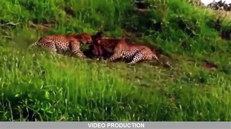Most Amazing Wild Animal Attacks 4 Craziest Animal Fights Caught On