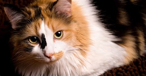 5 Colorful Facts About Calico Cats Petguide