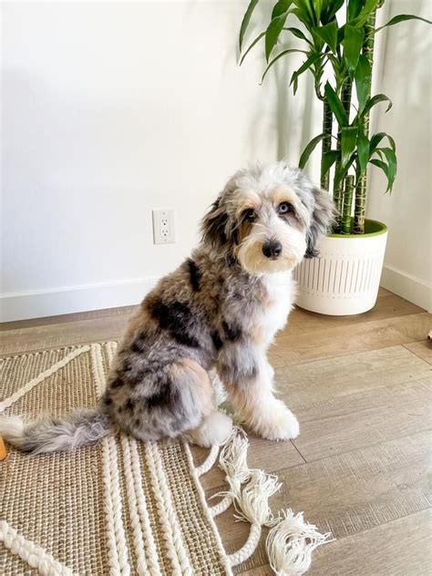 The Cutest Photos Of Adult Mini Aussiedoodles Awesomedoodle Doodle