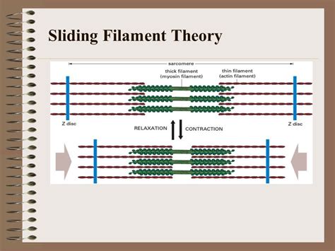 Sarcomere Definition Structure Sliding Filament Theory