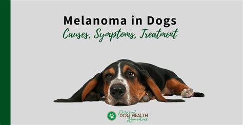Melanoma In Dogs Symptoms Causes Treatment