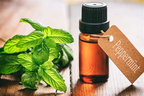 Diy Peppermint Oil Your Ultimate Guide To Making Your Own Refreshing