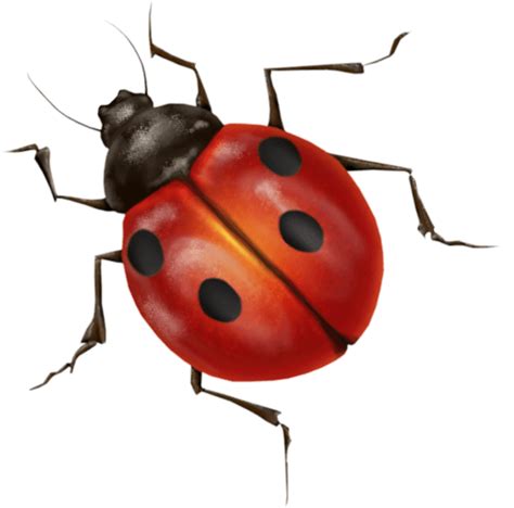 Ladybug Transparent Png Stickpng