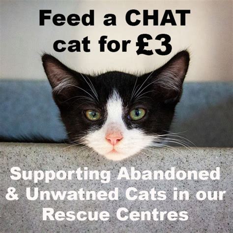 Feed A Chat Rescue Cat