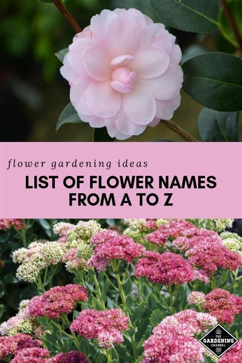 List Of Flower Names From A To Z Gardening Channel Flowers Name