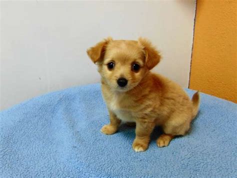 Gorgeous 3/4 chihuahua x 1/4 pomeranian puppies. Pomeranian-Chihuahua Mix- Los Angeles Pico Rivera Dogs & Puppies For Sale - puppies for sale ...