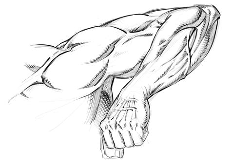 Arm Muscles How To Draw Muscles Human Anatomy Drawing Human The Best Porn Website