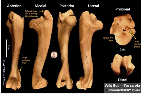Pig Humerus Osteoid Bone Identification