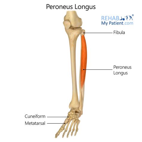 Peroneus Longus Rehab My Patient