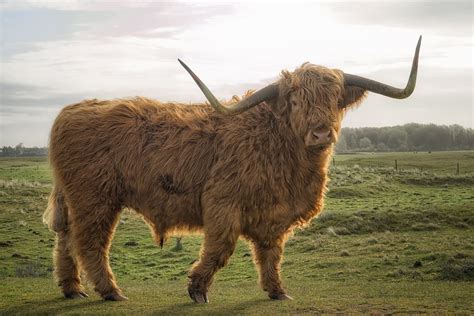 Scottish Highland Bull