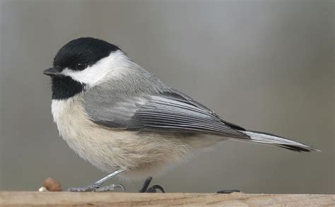 Carolina Chickadee The Cute Little Chickadees Are Frequent And Year