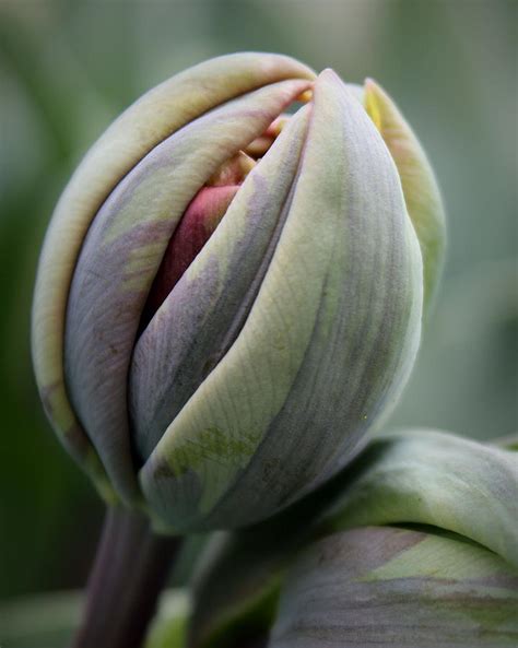 Tulip Bud Photograph By Joseph Skompski Fine Art America