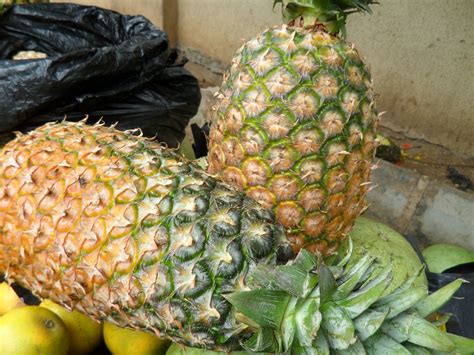 Khasiat nanas batu telah menjadi viral beberapa tahun kebelakangan ini. Buah Nenas