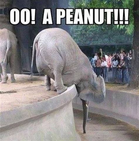 39 Very Funny Elephant Memes Pictures Jokes And Images Picsmine