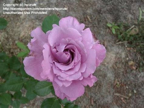 It is better suited for warmer climates, where it will bring out a lot more blue/lavender color as it. PlantFiles Pictures: Floribunda Rose 'Angel Face' (Rosa ...