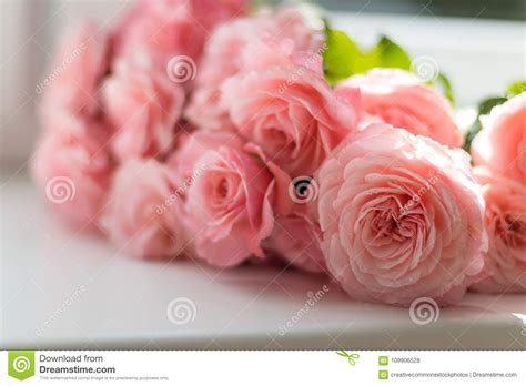 Selective Focus Photography Of Pink Peony Flowers Picture Image 109906528