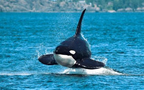 Wildlife Wild Whales Vancouver British Columbia