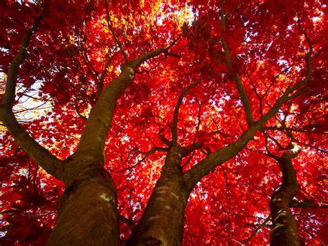 In Praise Of The Red Maple Urban Forest Dweller
