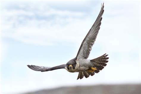 Peregrine Falcon Shot In Appalling And Shocking Attack Derbyshire Live
