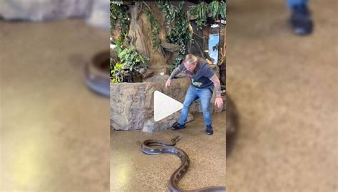 Dangerous 12ft Python Video 12 அடி நீள மலைப்பாம்புடன் கொஞ்சி