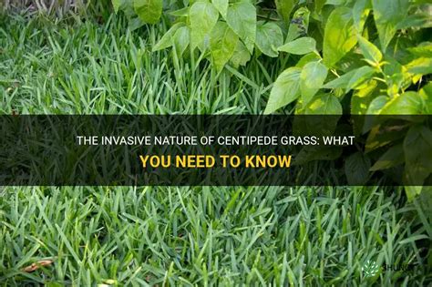 The Invasive Nature Of Centipede Grass What You Need To Know Shuncy