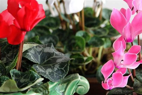 Cyclamen Care How To Grow Indoor Cyclamen House Of Hawthornes
