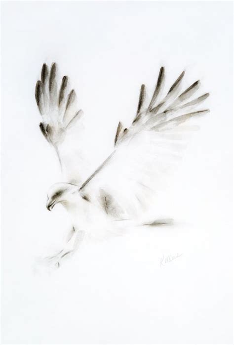 Monochrome Bird Of Prey By Kellas Campbell Artfinder